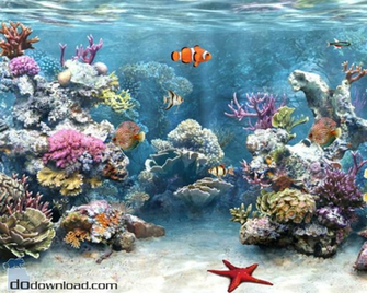 Moving Fish Aquarium Screensaver Healty Living Guide