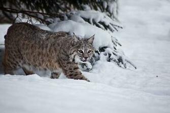 Description Bobcat Snow Tree Background West Virginia Forestwander