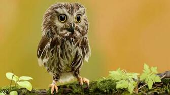 Baby Owl By Modernerd