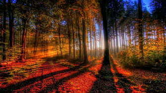 Mystical Forest Wallapaper Desktop Wallpaper And Background