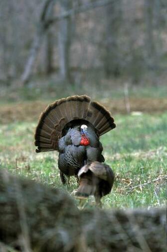 Nwtf Wallpaper On