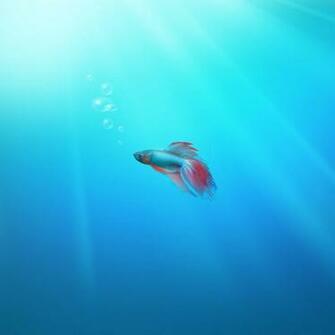 Windows Beta Fish Wallpaper iPad iPhone HD
