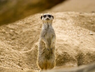 Meerkats Wallpaper Fun Animals Wiki Videos Pictures Stories