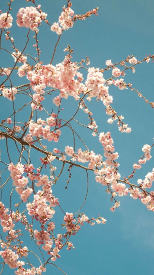 Cherry Blossom Tree Best Htc Wallpaper