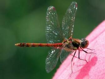 Red Dragonfly Screensaver Screensavers