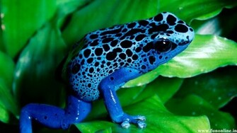 Frog Wallpaper Bullfrog And Moss Frogs HD