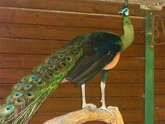 Peafowl Wallpaper First HD