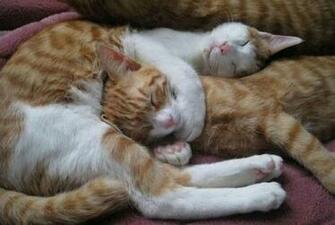 Sleepy Cats Wallpaper