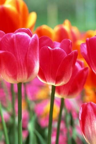 Spring Tulips iPhone Wallpaper And 4s