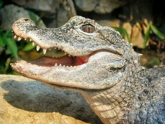 Wildlife Alligator New HD Wallpaper