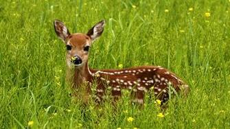 Amazing Animal Wallpaper
