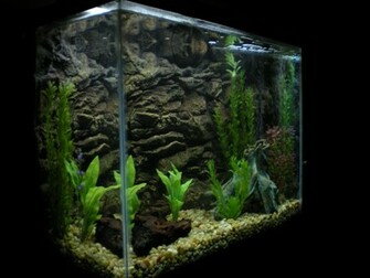 Aquarium Background Picture