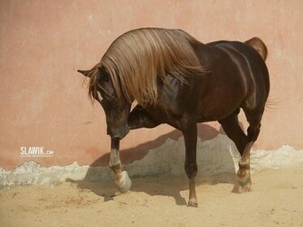 Slawik Horse Wallpaper Horses