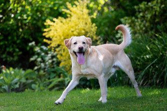 Dog 4k Wallpaper Loss Quotes Love Animal