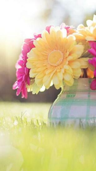 Android Wallpaper HD Cute Spring