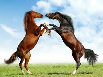 3d Horse Wallpaper Box