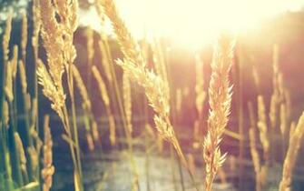 Nature Wheat Sunshine Wallpaper