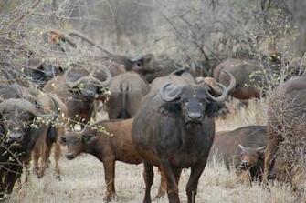 Buffalo HD Wallpaper 7wallpaper Net