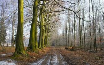 Logging Road Wallpaper Collection
