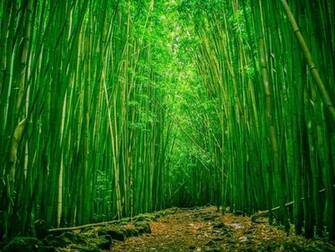 Green Bamboo Forest Cool Wallpaper
