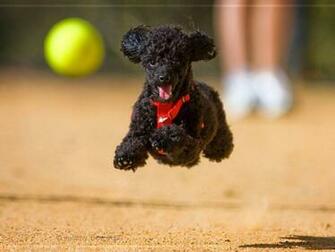 Poodle Wallpaper
