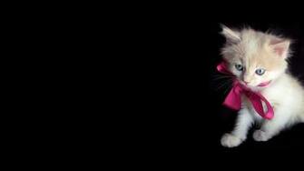 Animal HD Wallpaper Hebus Org High Definition