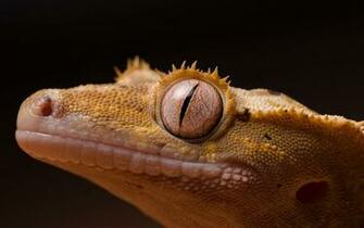 Cute Crested Gecko Wallpaper