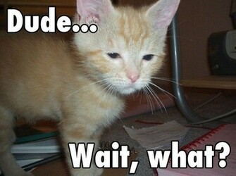 Lol Cats Photo