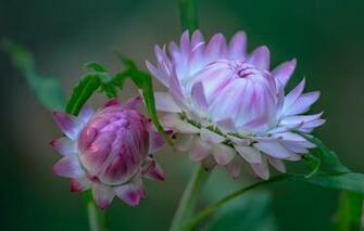 Wallpaper Flower Flowers Background Bud Pink Fleur Walton