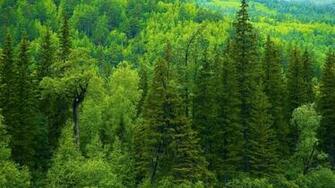 Season Siberia Tree Trees Forest Green Landscapes Wallpaper Background