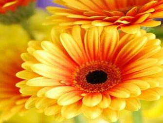 Gerbera Daisy Flowers Cute Wallpaper