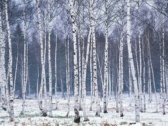 Wallpaper Snowy Forest Snow Covered Trees