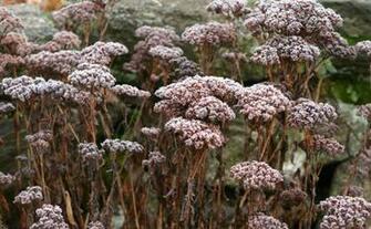 Fine Gardening Wallpaper Sedum Autumn Joy
