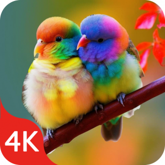Birds Wallpaper In 4k