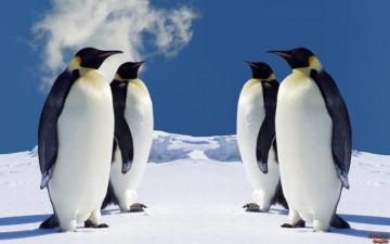 Animal Wallpaper And Background