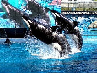 Shamu Image