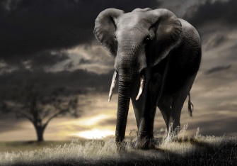 Elephant 4k HD For Desktop Wallpaper