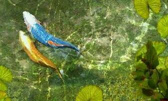 Bigger Koi Fish Live Wallpaper For Android Screenshot