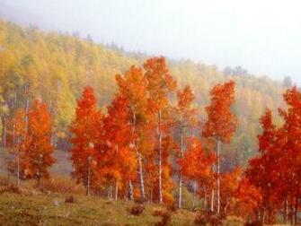 Autumn Apple Baby Wallpaper Breeze