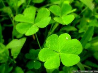 Shamrock Wallpaper Crazy Frankenstein