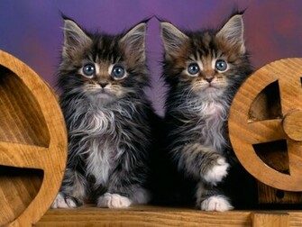 Hq Maine Coon Kittens Wallpaper