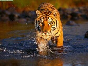 Tiger Wallpaper Zoom