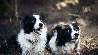 Border Collies Wallpaper Animal