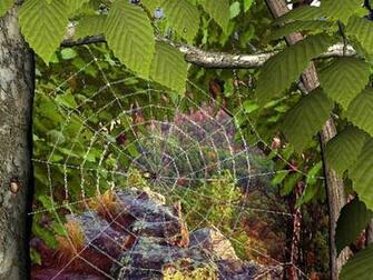 Screenshot Re S Of Shareware Forest Life 3d Screensaver