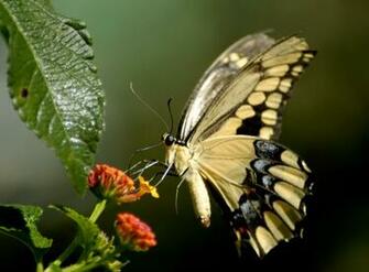 Very Sweet And Cute Animals Animated Butterfly Wallpaper