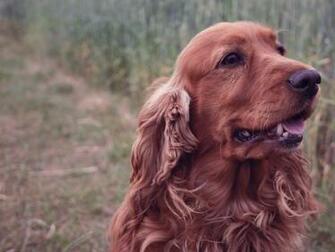 Cocker Spaniel Wallpaper