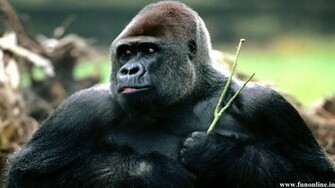 Gorilla Wallpaper Giant Gorillas HD