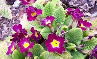 Primrose Flower Leaves Soil Stock Photos Image HD