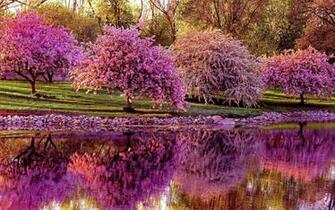 Spring Garden High Resolution Wallpaper For Desktop Background