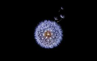 Wallpaper Dandelion Black Background Samsung Galaxy S9 Stock